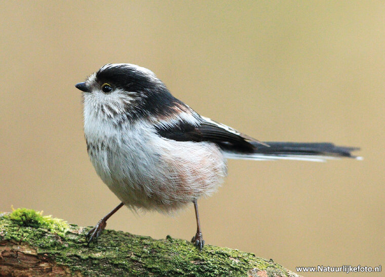Waldvögel Postkarten Set - 12 Postkarten mit Vogelmotive (set nr. 60)