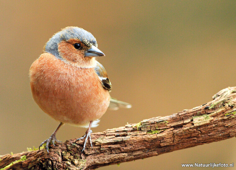 Waldvögel Postkarten Set - 12 Postkarten mit Vogelmotive (set nr. 60)