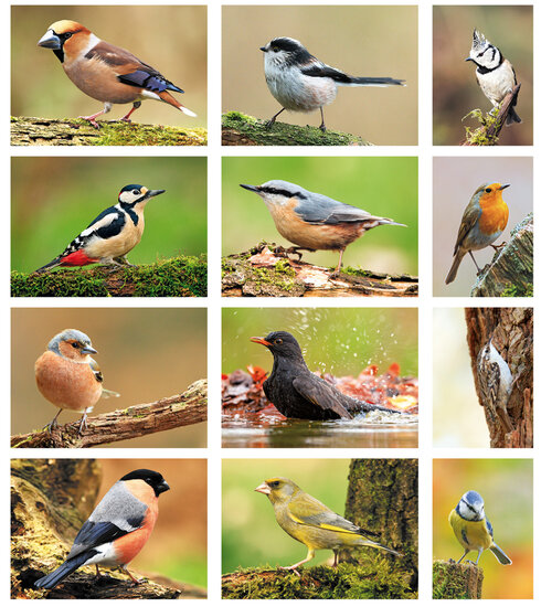 Waldvögel Postkarten Set - 12 Postkarten mit Vogelmotive (set nr. 60)