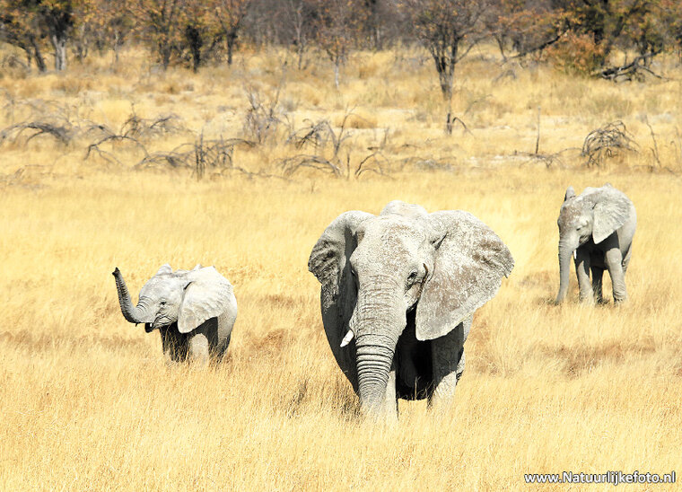 Tierpostkarten Set Afrikanische Tiere - 15 Postkarten mit Tiermotive (nr. 58)