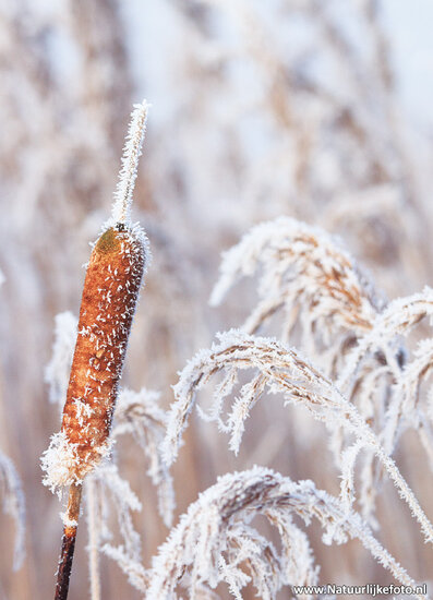 Postkarten Winter - Set mit 11 Postkarten mit Wintermotive (nr.117)