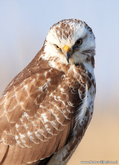Postkarten Set Greifvögel und Eulen - 8 Postkarten mit Vogelmotive (nr. 120)