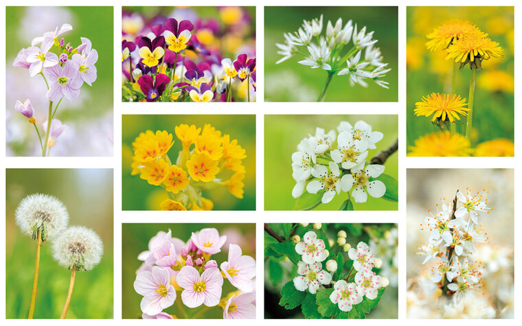 Postkarten Set Blumen - 10 Postkarten mit Blumenmotive (nr. 121)