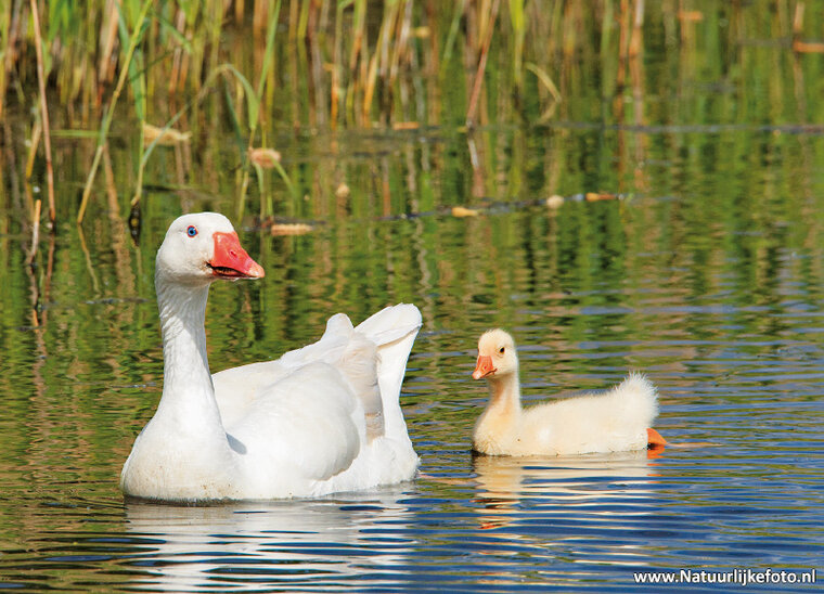 Postkarten Set Wasservögel - 9 Postkarten mit Vogelmotive (nr.106)