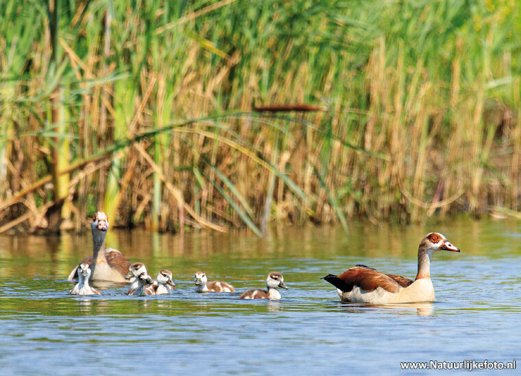 Postkarten Set Wasservögel - 9 Postkarten mit Vogelmotive (nr.106)