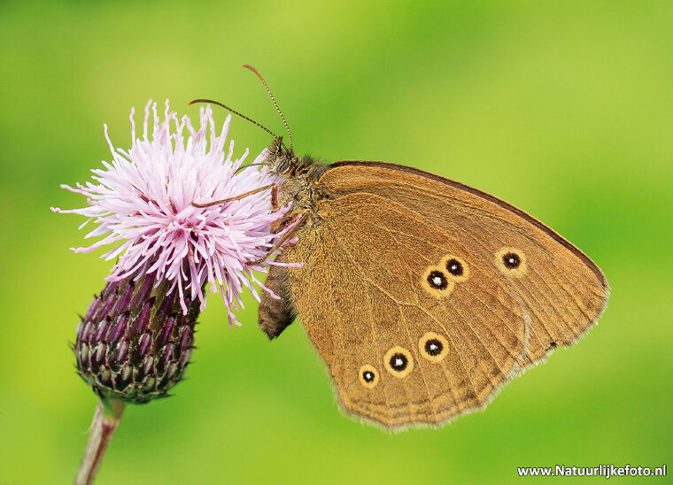 Postkarten Set Schmetterlinge - 9 Postkarten mit Schmetterling Motive (nr. 097)