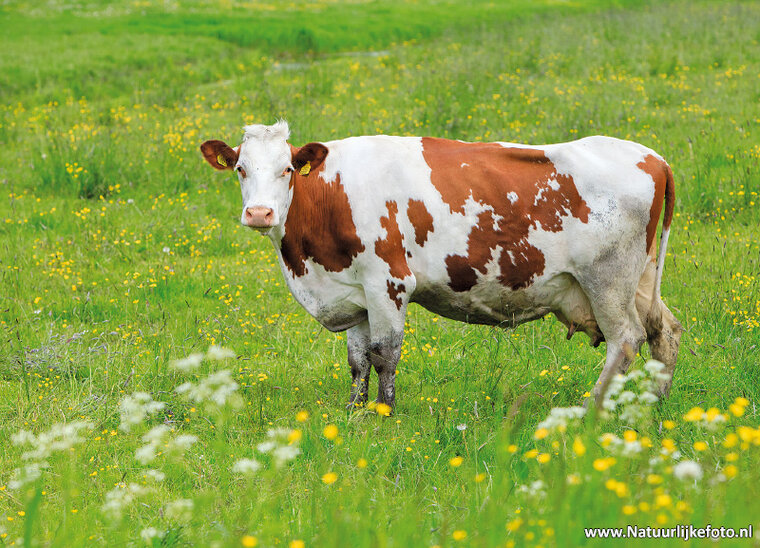 Tierpostkarten Set Tiere auf dem Bauernhof - 11 Postkarten mit Tiermotive (nr.102)