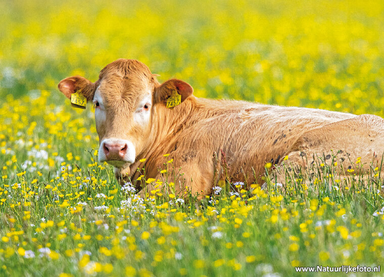 Tierpostkarten Set Tiere auf dem Bauernhof - 11 Postkarten mit Tiermotive (nr.102)