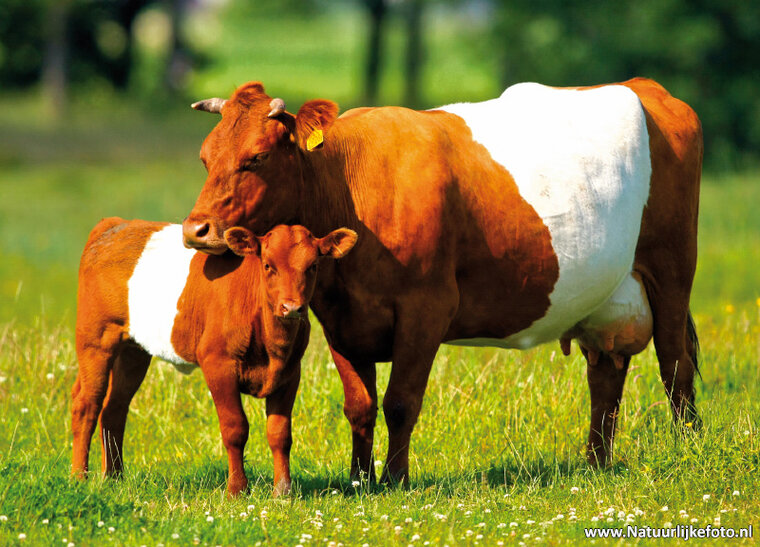 Tierpostkarten Set Tiere auf dem Bauernhof - 11 Postkarten mit Tiermotive (nr.102)