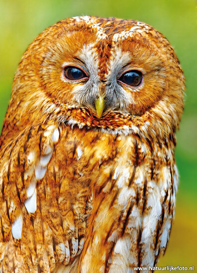 Postkarten Set Vögel - 12 Postkarten mit Vogelmotive (nr. 080)