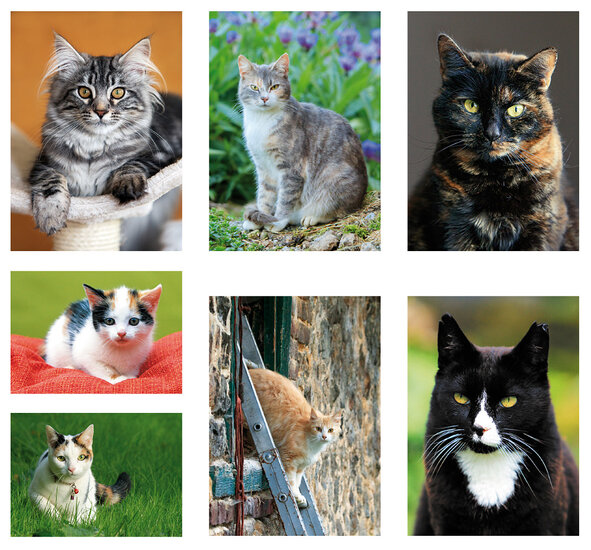 Postkarten Set Katzen - 7 Postkarten mit Katzen Motive (nr. 089)