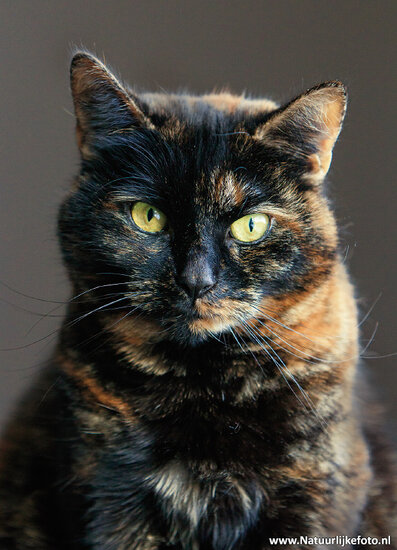 Postkarten Set Katzen - 7 Postkarten mit Katzen Motive (nr. 089)