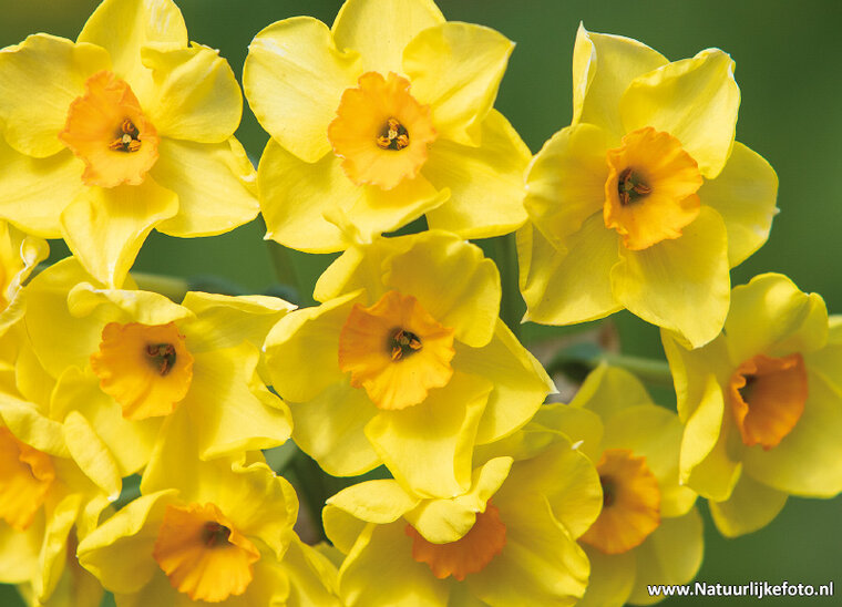 Postkarten Set Frühling - 15 Postkarten mit Frühling Motive (nr. 090)