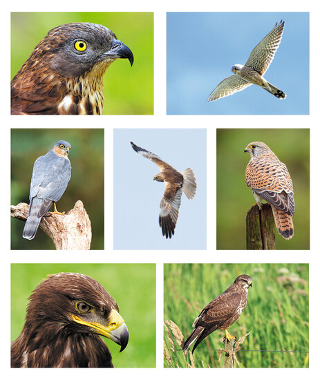 Greifvögel Postkarten Set - 7 Postkarten mit Greifvögelmotive (nr. 71)