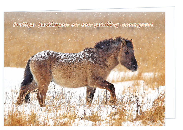 Weihnachtskarte Konik-Pferd (K003)