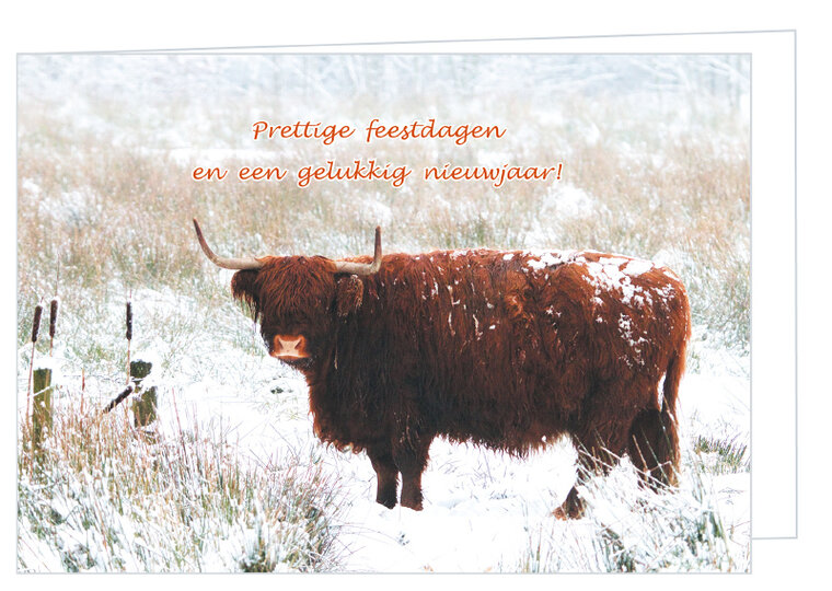 Weihnachtskarte Schottisches Hochlandrind (K011)