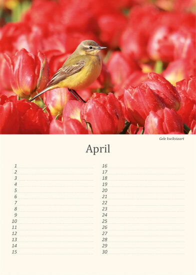 Geburtstagskalender Vögel