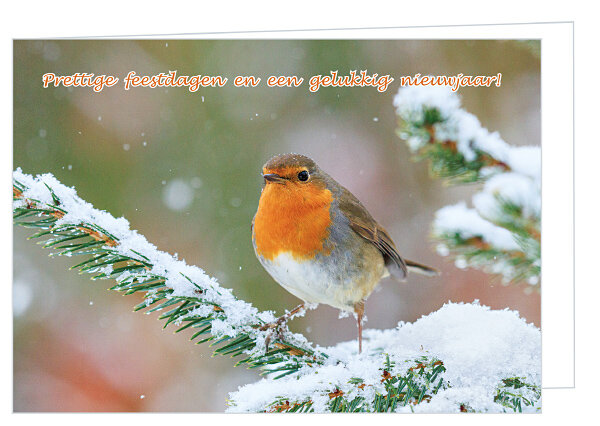 Weihnachtskarte Rotkelchen (K016)