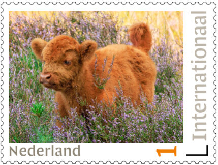 Briefmarken 5 x International Scottish Highlander (PI64)