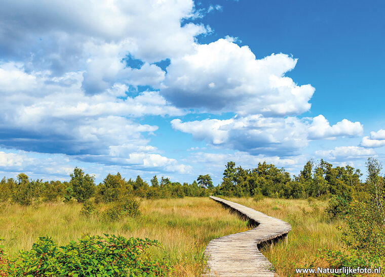 Postkarte De Groote Peel Nationalpark
