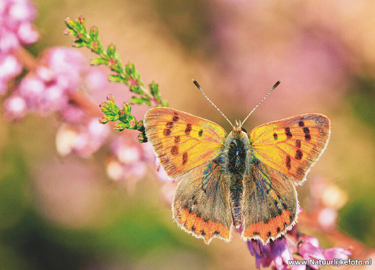 Postkarten Set Natur - 8 Postkarten mit Naturmotive (nr. 134)