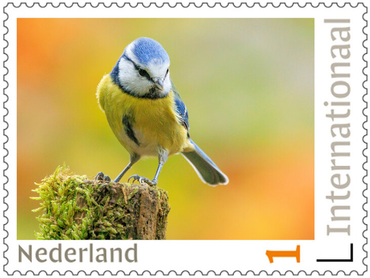 Postzegels 5 x Internationaal Blaumeise (PI40) Postzegels 5 x Internationaal Blaumeise (PI40)