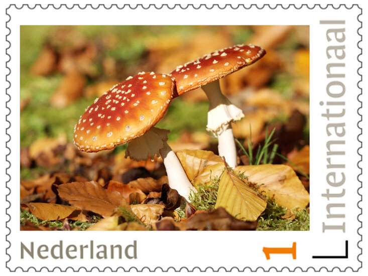 Postzegels 5 x Internationaal Pilze (PI41)