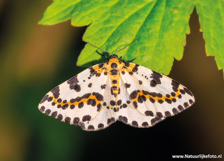 Postkarte Stachelbeerspanner