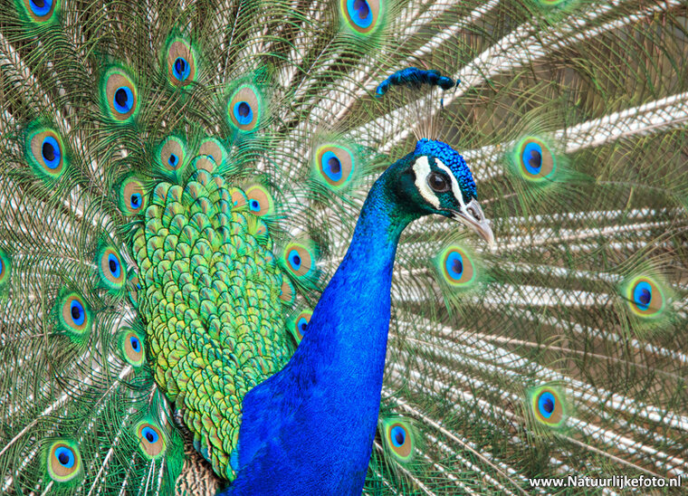 Fotografie-Workshop Leeuwarden