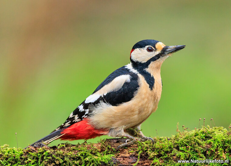 Fotografie-Workshop Drenthe