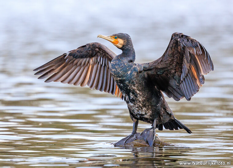 Fotografie-Workshop Friesland