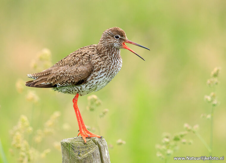 Fotografie-Workshop Heerenveen