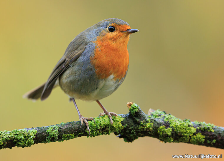 Fotografie-Workshop Zuidhorn