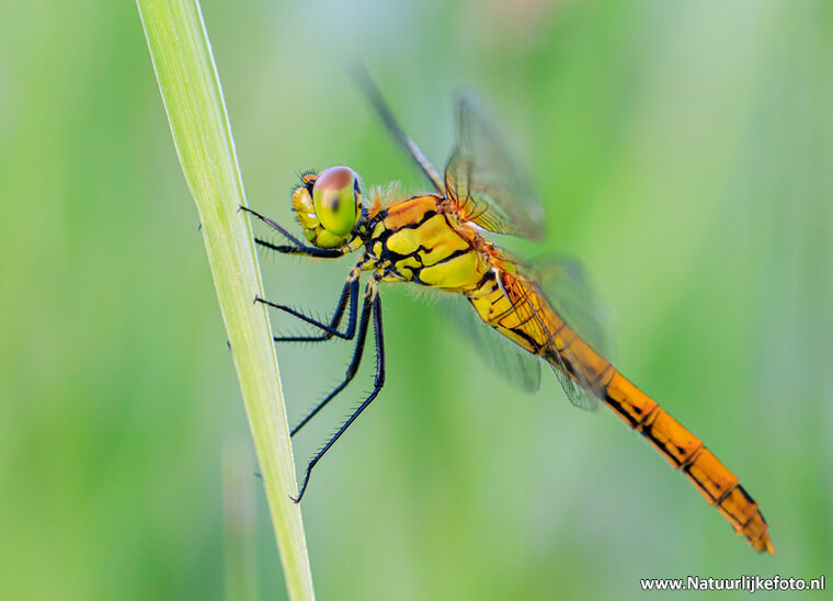 Fotoworkshop Hoogeveen