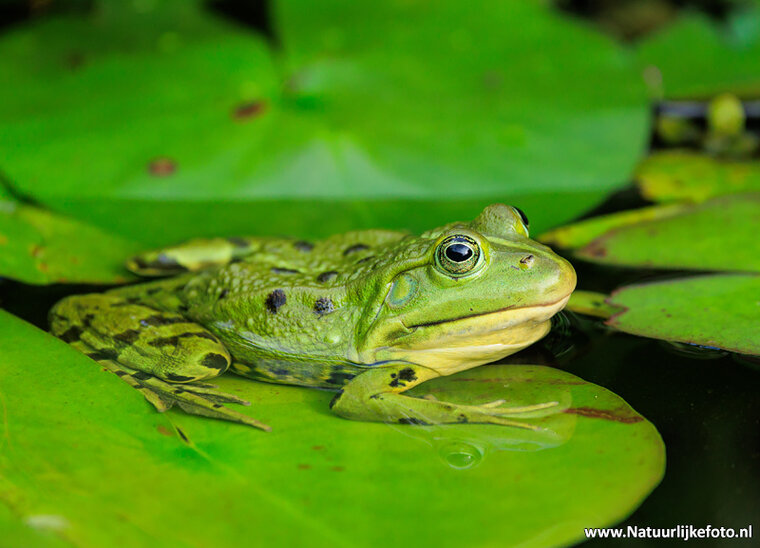 Fotografie-Workshop Appelscha