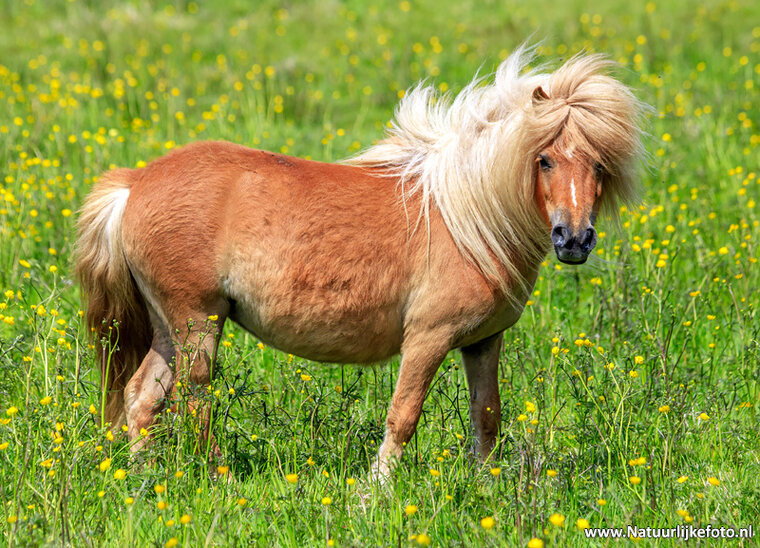 Fotografie-Workshop Appelscha