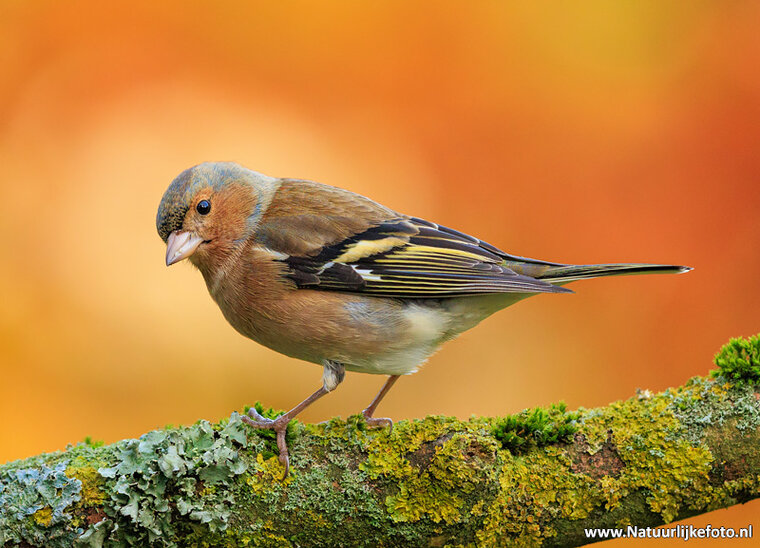 Fotografie-Workshop Hoogezand