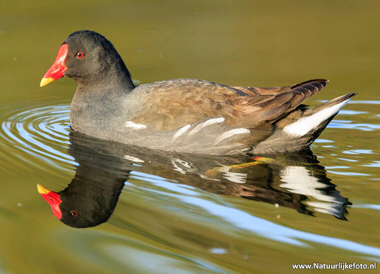 Fotografie-Workshop Heerenveen