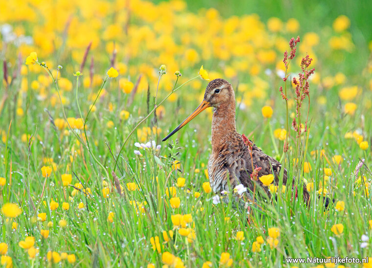 Fotografie-Workshop Heerenveen