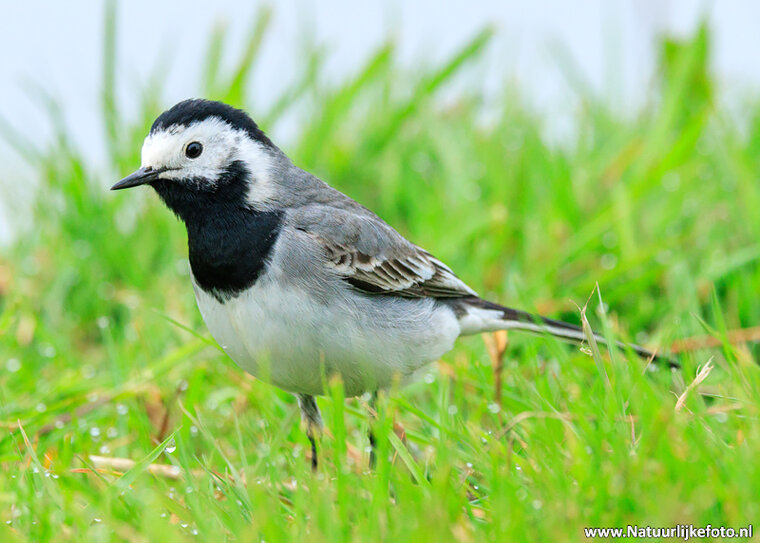 Fotografie-Workshop Fochteloërveen
