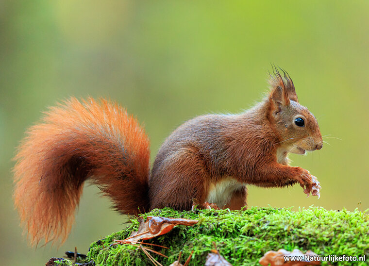 Fotografie-Workshop Appelscha