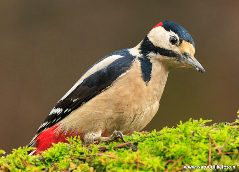 Fotografie-Workshop Appelscha