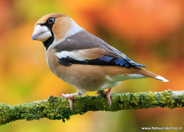 Fotografie-Workshop Haren