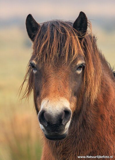 Fotografie-Workshop Zuidhorn