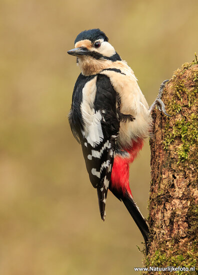Fotografie-Workshop Hoogezand