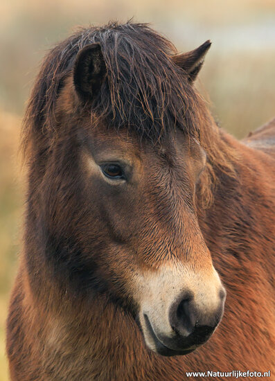 Fotografie-Workshop Hoogezand