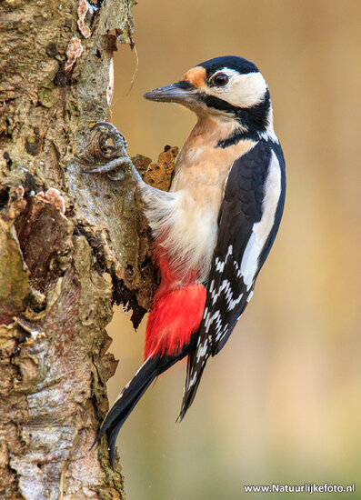 Fotografie-Workshop Beetsterzwaag