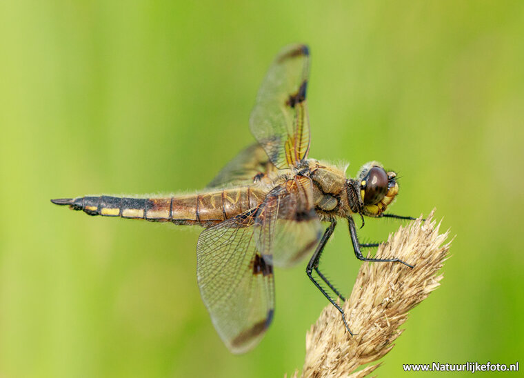 Fotografie-Workshop Heerenveen