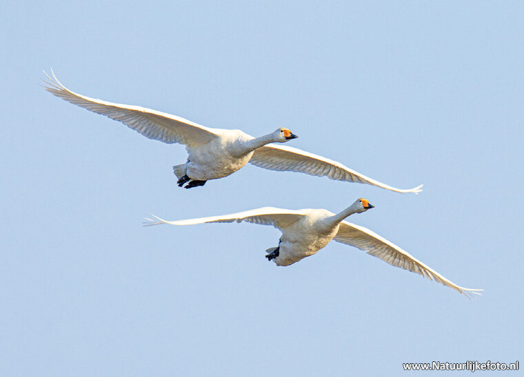 Fotografie-Workshop Fochteloërveen