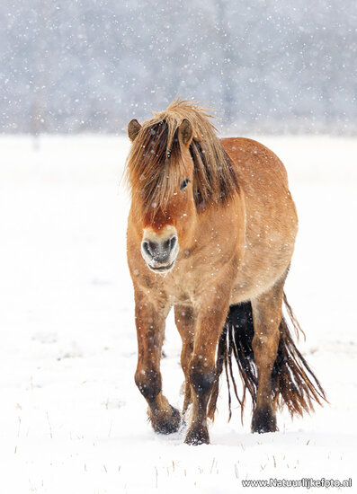 Postkarte Haflinger Pferde im Schnee